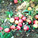 red apples 2012