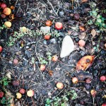 fall from blair soccer game